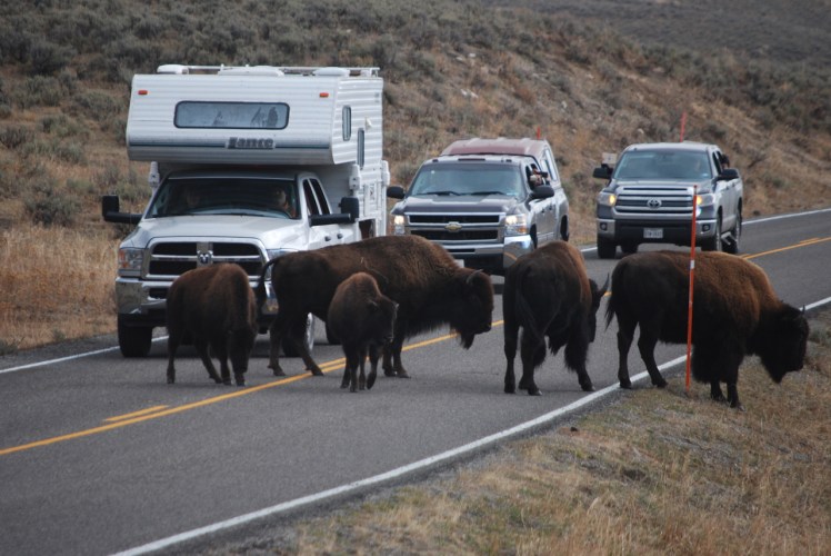 Yellowstone Bison